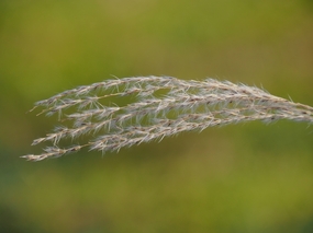 微距特写芦苇草芦花摄影图片